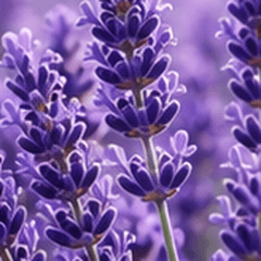 Lavender fragrance option